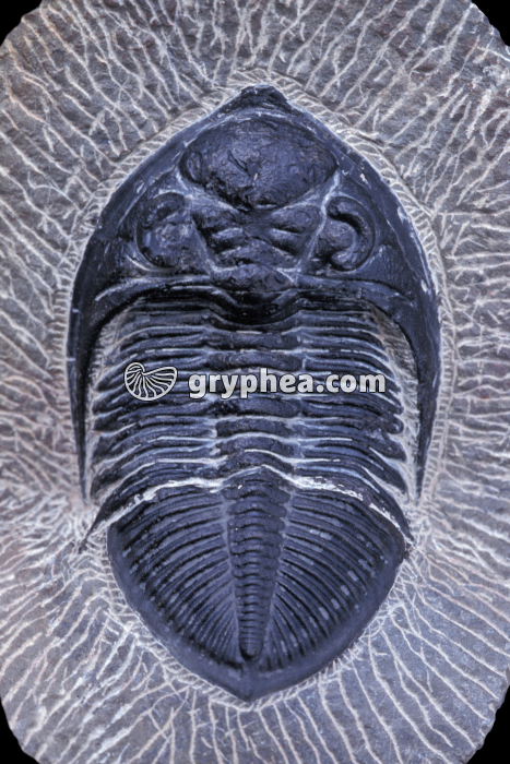 Trilobite non déterminé - gryphea.org